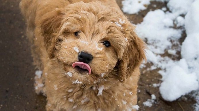 Why Consider a Goldendoodle Puppy?