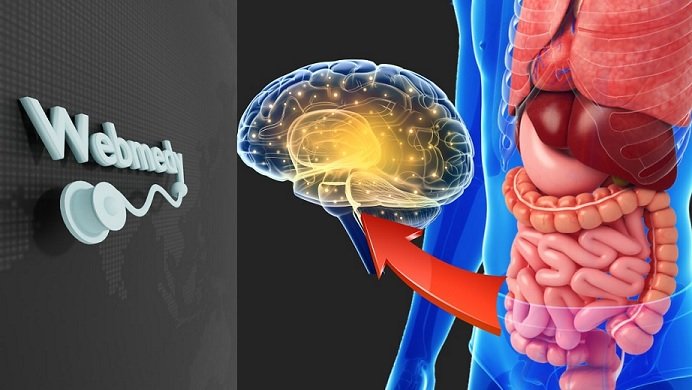 Microbiomes and Mental Health: Exploring the Gut-Brain Connection